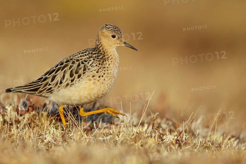 Buff-breasted Sandpiper (Calidris subruficollis) feeding on the tundra in Northern Alaska