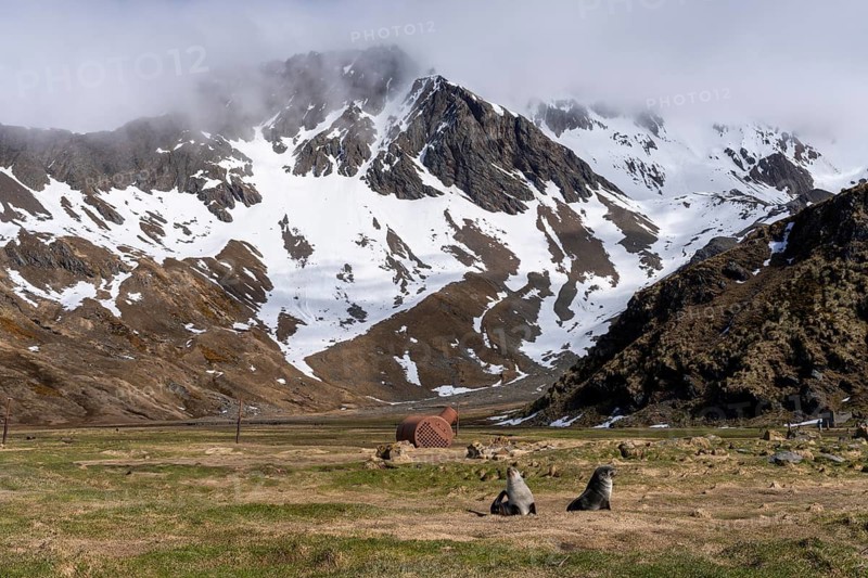 Two Antarctic Fur Seals (Arctocephalus gazella) on grass, rusty cauldron of a former whaling station and snow-capped mountains in the background, Grytviken, South Georgia