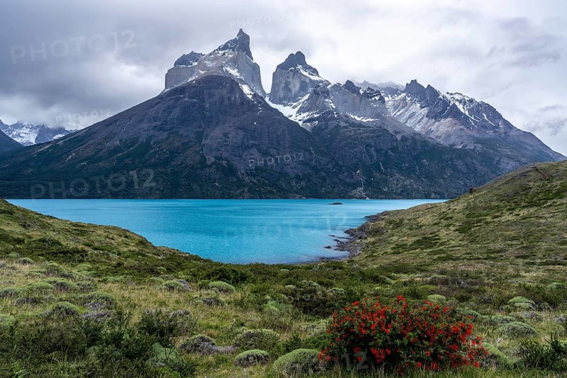 Cuernos del Paine with snow-capped peaks above the turquoise-coloured Lago Nordenskjöld, in the foreground blooming Chilean firetree (Embothrium coccineum) in a grassy landscape under a cloudy sky, Torres del Paine National Park, Patagonia, Chile