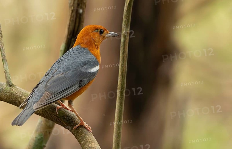 A orange-headed thrush (Geokichla citrina), Sreepur, Gazipur, bangladesh