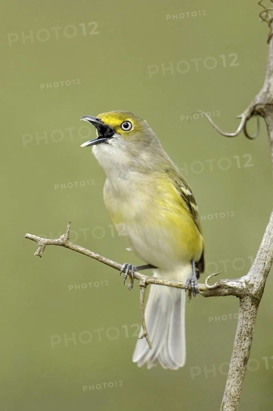 White-eyed Vireo (Vireo griseus) singing, Texas, USA