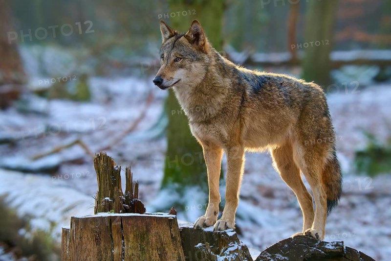 A wolf stands on a tree stump in a snowy forest and looks into the distance, Winter, Wolf (Canis lupus), Germany