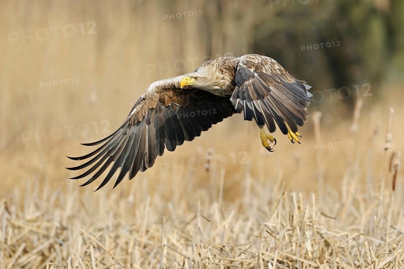 White-tailed Eagle (Haliaeetus albicilla) flying, Mecklenburg-Western Pomerania, Germany