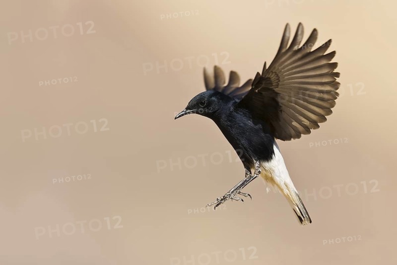 White-crowned Wheatear (Oenanthe leucopyga) juvenile flying, Eilat, Israel