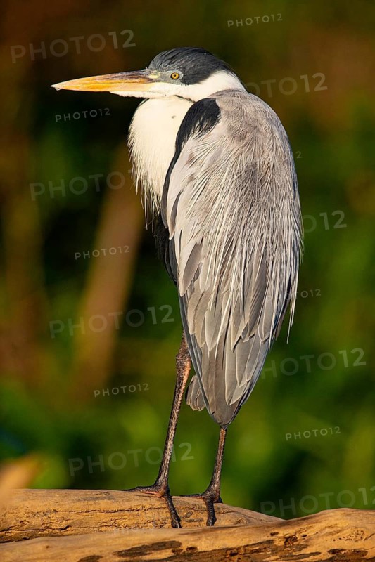 Cocoi Heron (Ardea cocoi) Pantanal Brazil