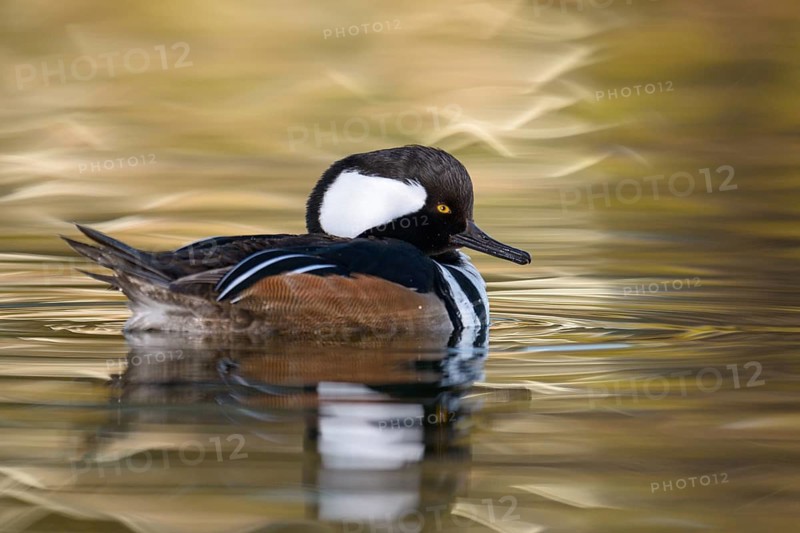 Hooded Merganser (Lophodytes cucullatus) male, Arizona, USA