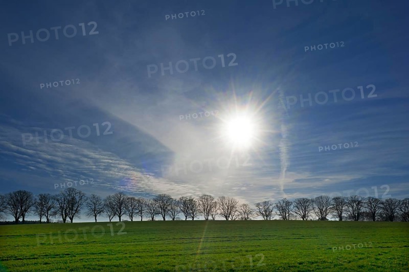 Bald lime tree (Tilia platyphyllos) backlit by the sun, Rehna, Mecklenburg-Vorpommern, Germany