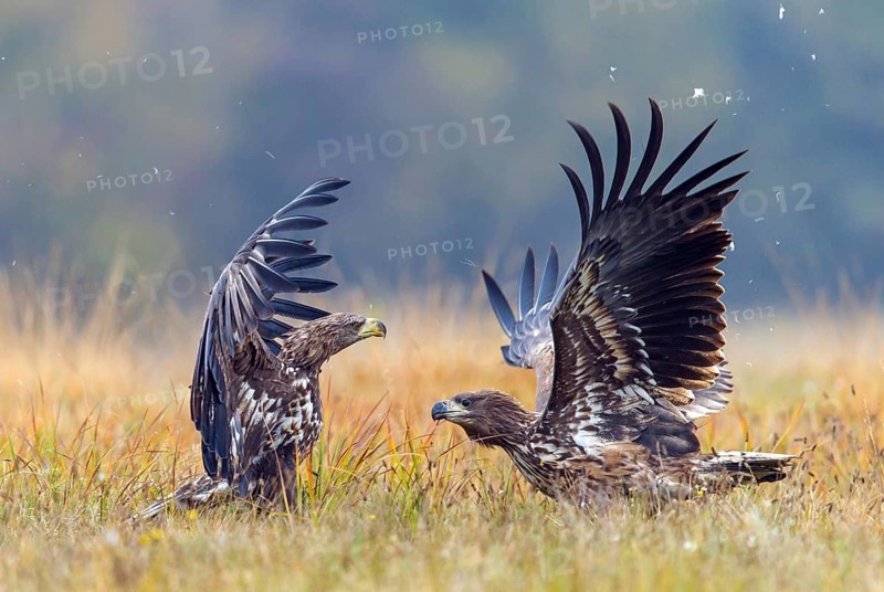 White-tailed eagle, animals, birds, birds of prey, eagle, (Haliaeetus albicill), Haliaaetus albicilla, hawk family, two, fight, fight, fighting, fighting, fighting, centrapoles, Kutno, Lodz, Poland