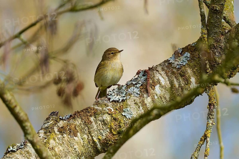 Bird sitting on a moss-covered tree trunk with lichen, chiffchaff (Phylloscopus collybita), spring, bird island, Altmühlsee, Muhr am See, Gunzenhausen, Franconian Lake District, Bavaria, Germany
