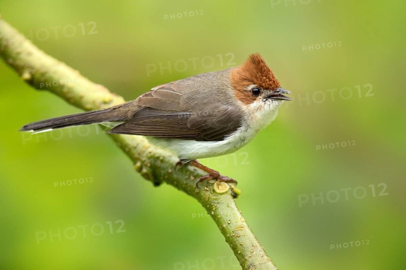 Chestnut-crested Yuhina (Yuhina everetti) singing, perched on a branch, Sabah, Malaysia