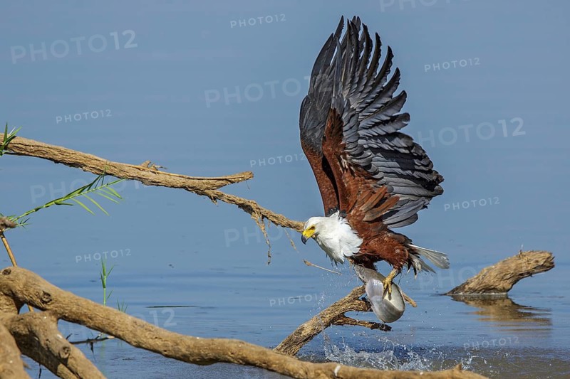Black eagle hunting, prey, fish, (Haliaeetus vocifer), Africa, Zambia
