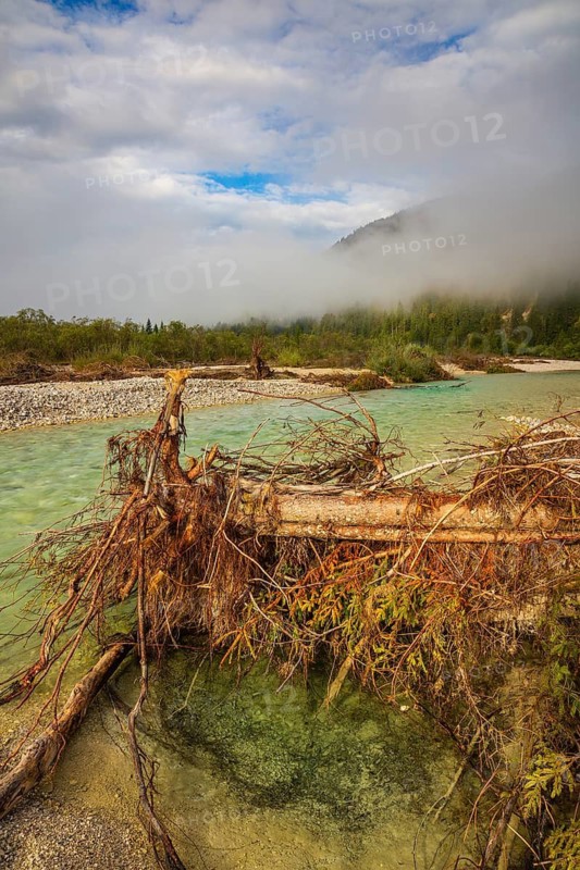 Isar valley nature conservancy area. The wild Isar river flows through its gravel bed past driftwood and entrained trees and bushes . Early morning