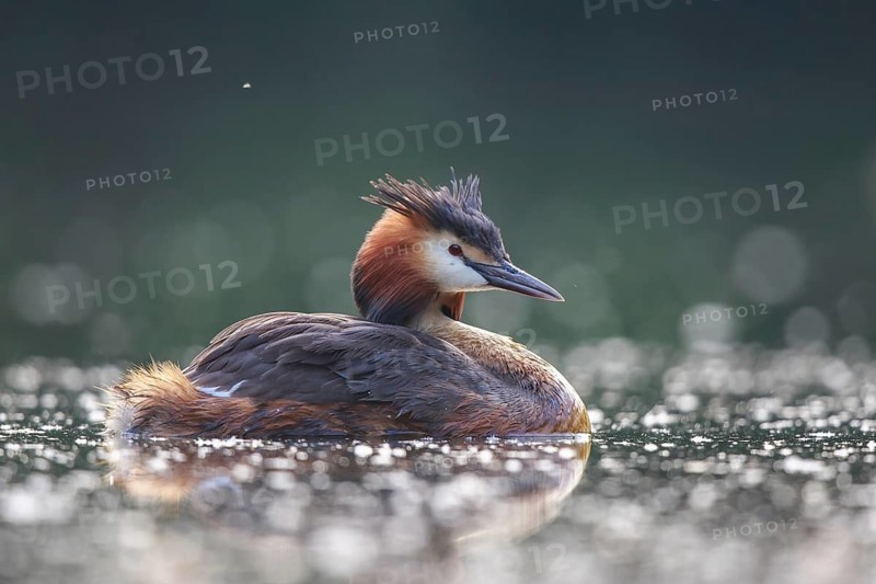 Great Crested Grebe (Podiceps cristatus), North Rhine-Westphalia, Germany