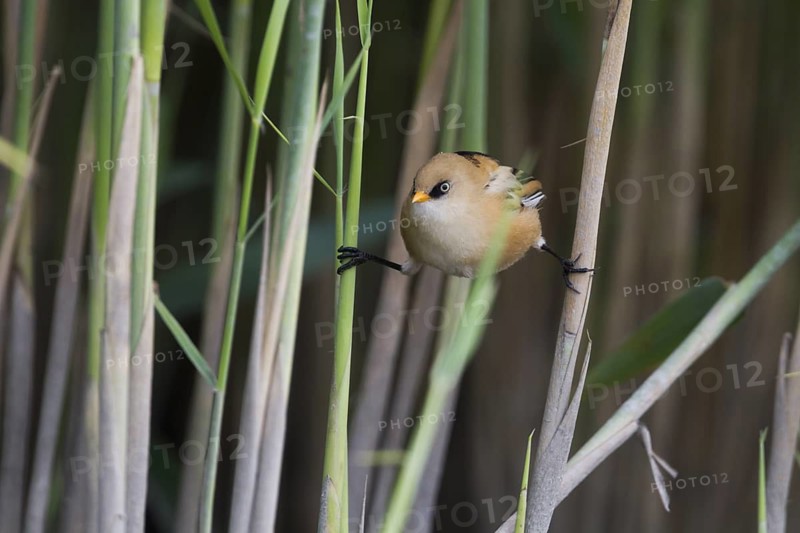 Bearded Reedling - Bartmeise - Panurus biarmicus ssp. biarmicus, Germany, juvenile