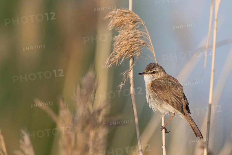 Paddyfield Warbler - Feldrohrsänger - Acrocephalus agricola ssp. septimus, Russia (Ural)