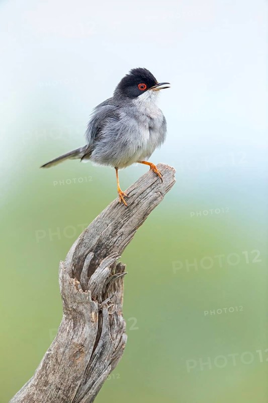 Velvet-headed warbler, (Sylvia melanocephala), Sigvogel, genus of warblers, perch, island of Lesbos, Greece