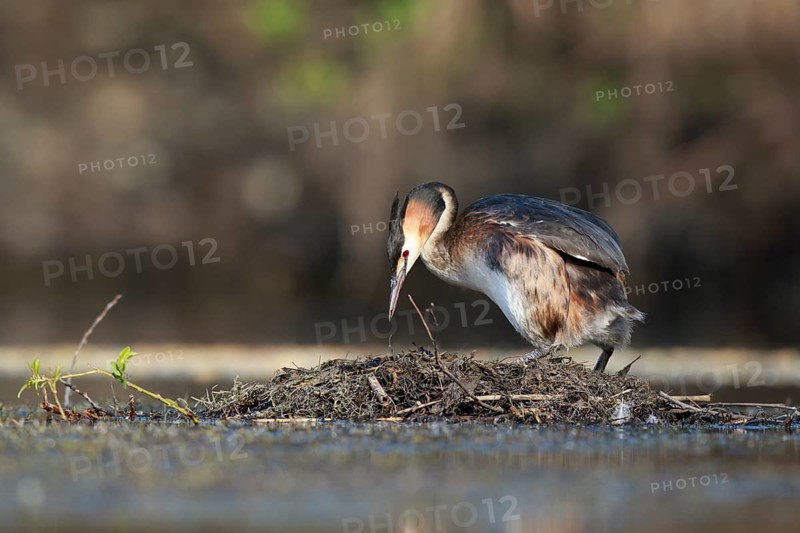 Great Crested Grebe (Podiceps cristatus) on nest, North Rhine-Westphalia, Germany