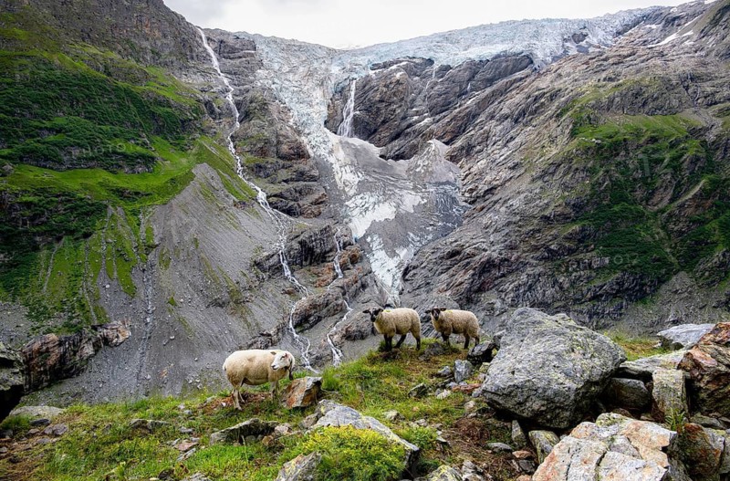 Three sheep (Ovis gmelini aries) on a steep mountain meadow in front of a glacier, mountain landscape with glacier Grindelwald-Fiescherfirn, Bernese Alps, Bernese Oberland, Switzerland