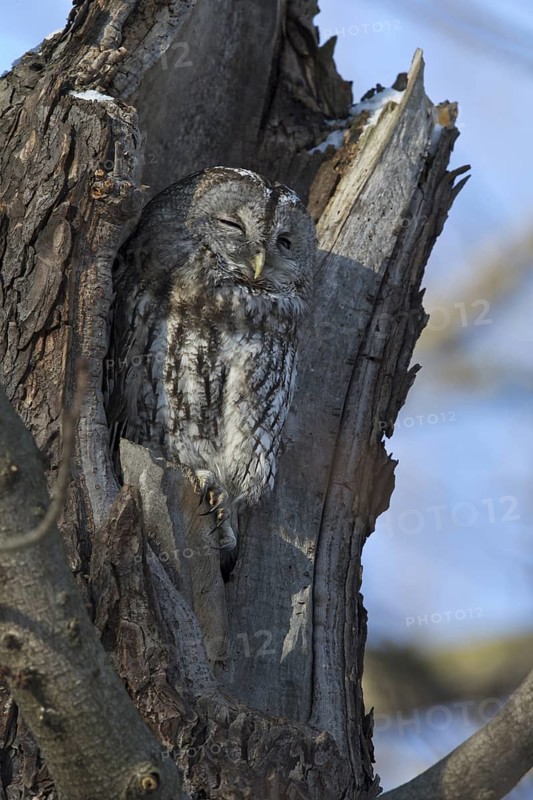 Tawny Owl (Strix aluco), Saxony, Germany