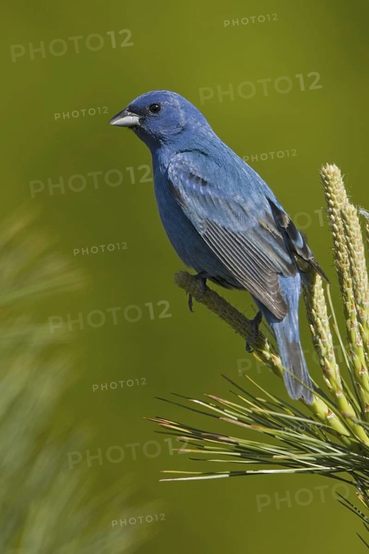 Indigo Bunting (Passerina cyanea) male, Ontario, Canada