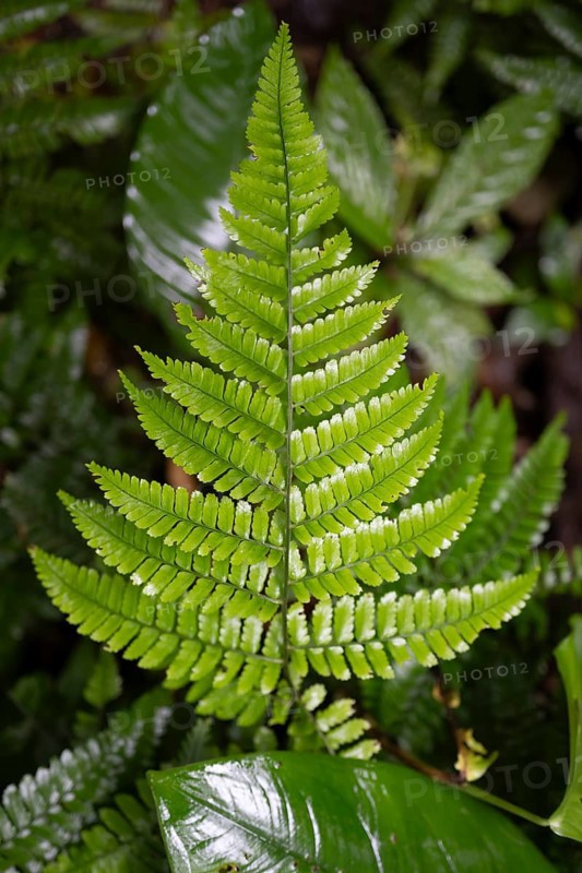 Fern leaf, tropical rainforest, Laguna de Hule, Refugio Nacional de Vida Silvestre Mixto Bosque Alegre, Alajuela province, Costa Rica