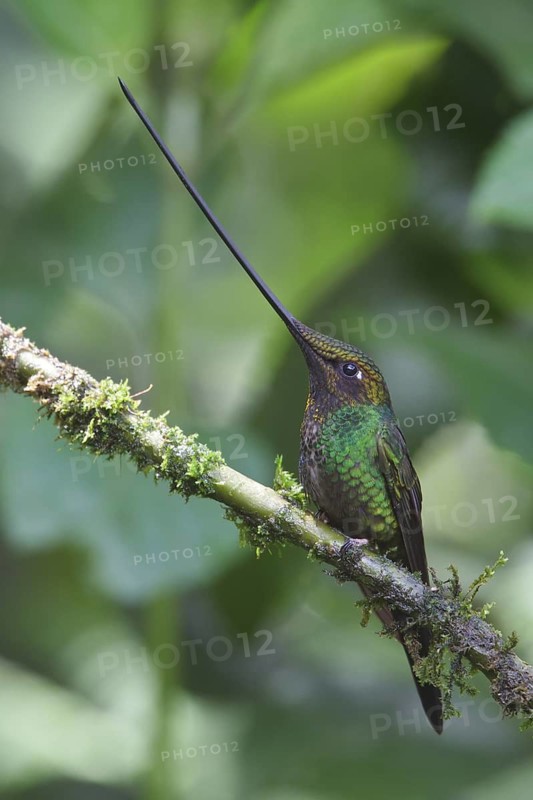 Sword-billed Hummingbird (Ensifera ensifera) perched on a branch in Ecuador, South America