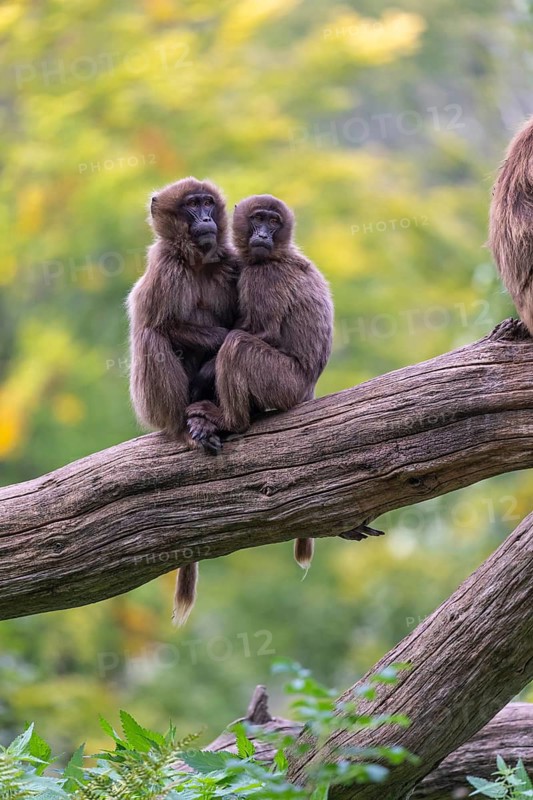 Two young Gelada (Theropithecus gelada), or bleeding-heart monkey sitting on a log grooming each other. A green forest in the background