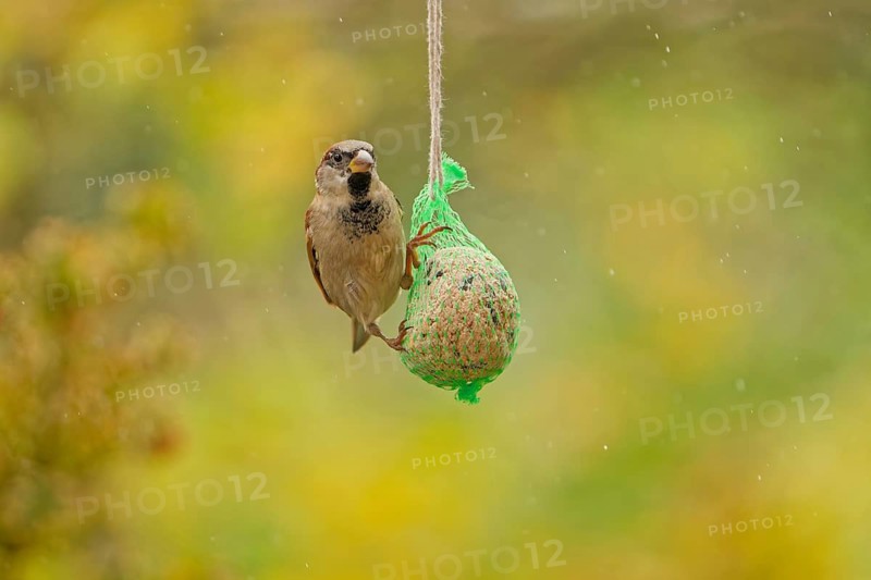 House sparrow (Passer domesticus) feeding from hanging suet feeder during light rain in autumn garden, Germany