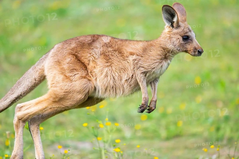 Eastern Gray Kangaroo (Macropus giganteus) youngster jumping on a meadow, captive, Germany