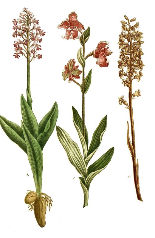 Botany, plants, orchids, a. orchis abortiva, Limodorum abortivum, also known as purple thingle, b. saphorn orchid, Orchis anthropophora, syn. Aceras anthropophorum, c. Orchis cretica, Cretan ragwort