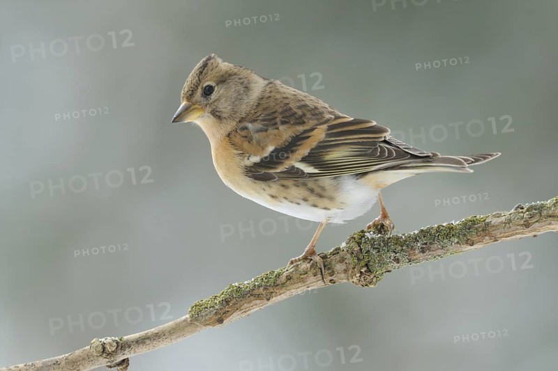 Brambling (Fringilla montifringilla), Germany