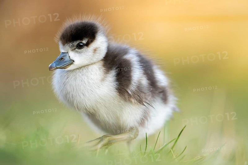 Egyptian goose (Alopochen aegyptiaca) cute chick on a meadow at the shore of a lake, Bavaria, Germany