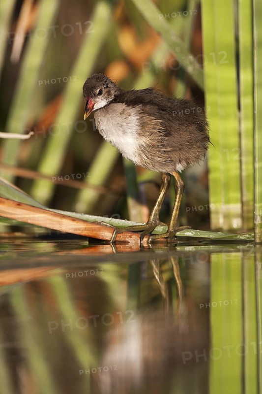 Common Moorhen (Gallinula chloropus) juvenile, Andalusia, Spain
