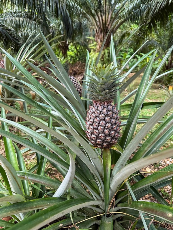 Close-up of a ripe pineapple growing amidst lush green leaves in a tropical plantation. The vibrant setting highlights the fruit's texture and the surrounding natural landscape