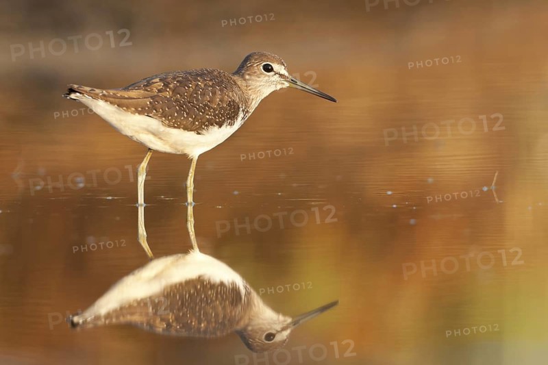 Green Sandpiper (Tringa ochropus), Greece
