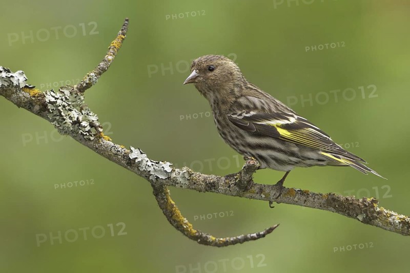 Pine Siskin (Spinus pinus), British Columbia, Canada