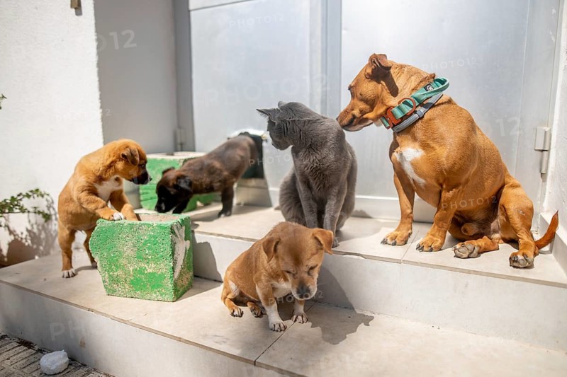 A charming scene of four dogs and a cat playing on sunlit steps. The animals exhibit curiosity and companionship, creating a warm and joyful atmosphere at home