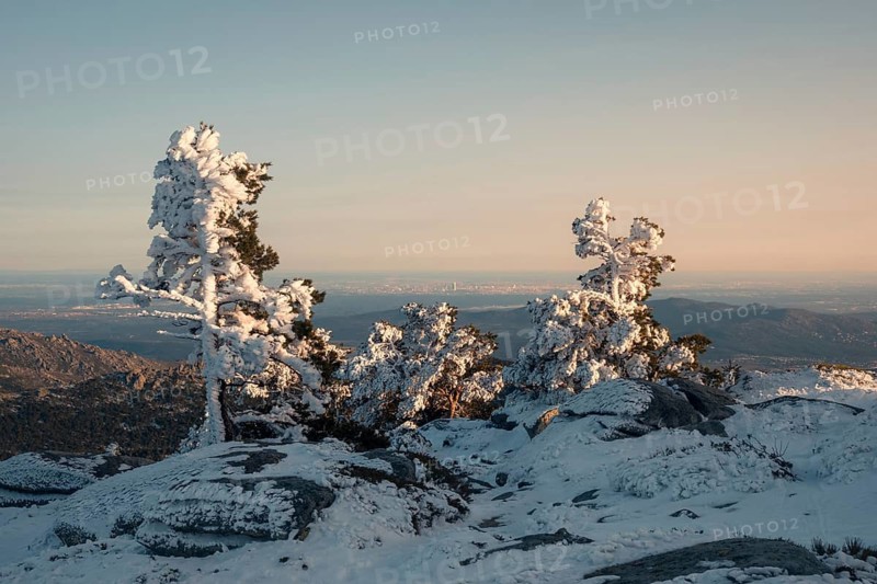 Snow-covered trees in Siete Picos, Guadarrama Mountains, near Madrid. A serene winter scene showcasing the beauty of nature with distant city views under a clear sky