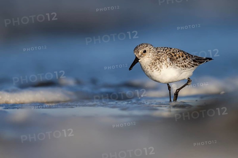 Avocet (Recurvirostra avosetta), Texel, Netherlands