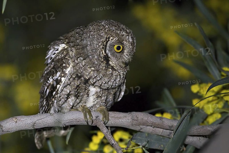 Eurasian Scops Owl (Otus scops) female, Paphos, Cyprus