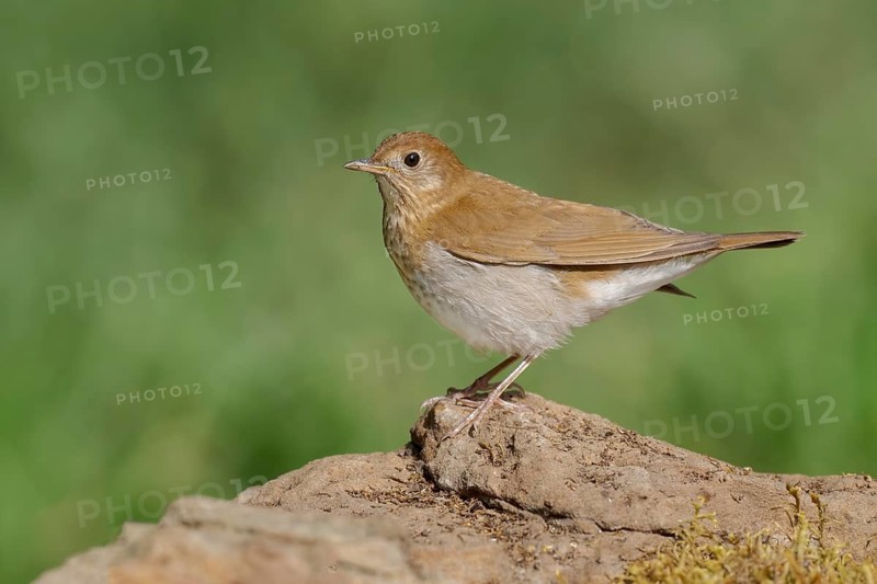 Veery (Catharus fuscescens), Texas, USA