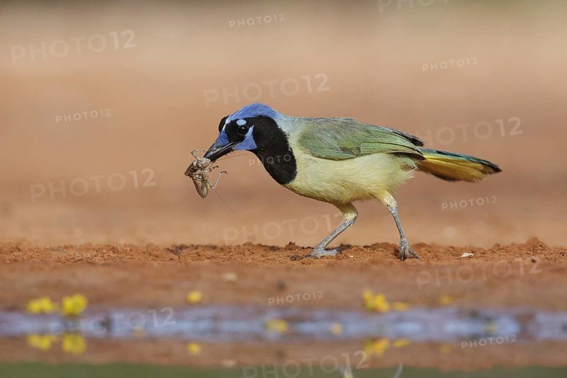 Green Jay (Cyanocorax luxuosus) with insect in its beak, Texas, USA