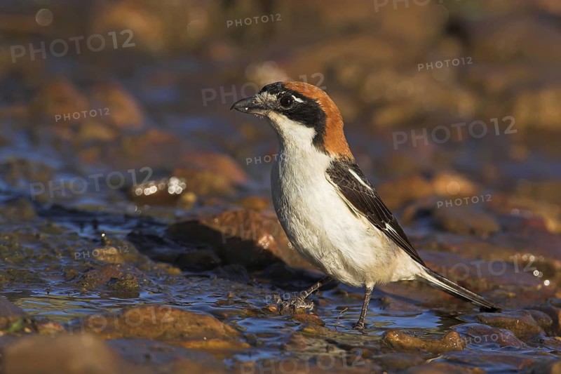 Woodchat Shrike (Lanius senator), Extremadura, Spain