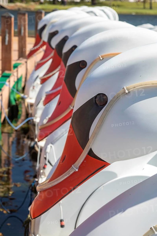 New Orleans, Louisiana - Swan boat rentals on Big Lake in New Orleans City Park