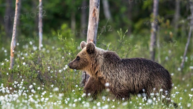 European brown bear (Ursus arctos), Europe, Scandinavia, Finland