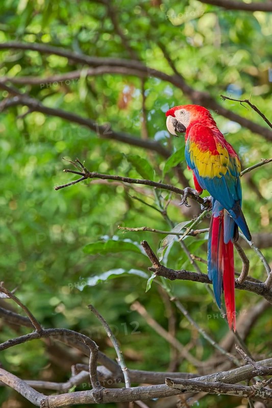 Scarlet Macaw (Ara macao) Colombia