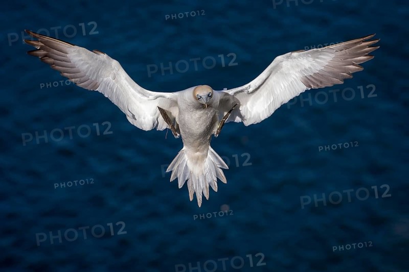 Northern Gannet (Morus bassanus), flying, East Yorkshire, United Kingdom