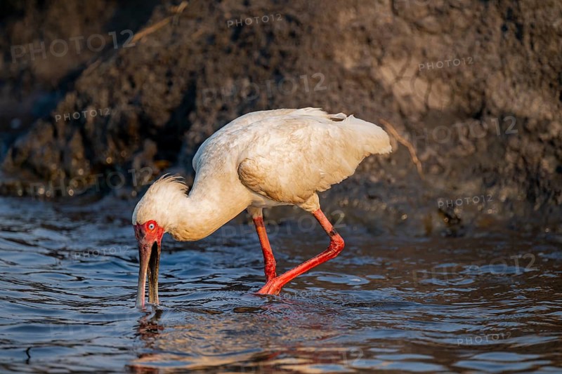 Red-faced spoonbill (Platalea alba) foraging, Ihaha, Chobe National Park, Botswana