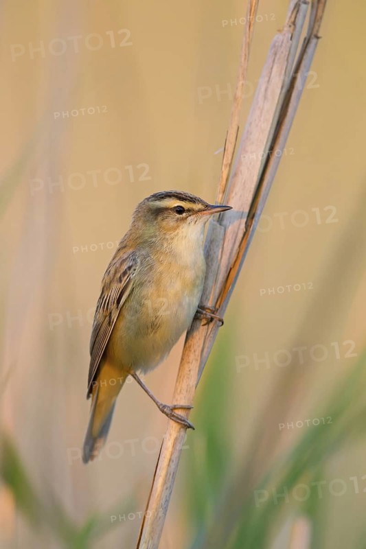 Reed Warbler, (Acrocephalus schoenobaenus) Animals, Birds, Songbirds, Reed Warbler family, Lake Neusiedl, Burgenland, Austria