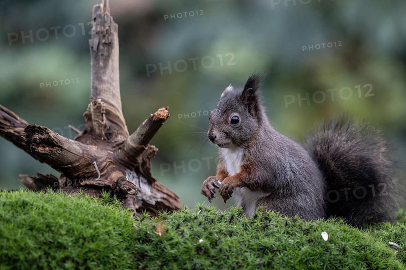 Squirrel (Sciurus vulgaris), Emsland, Lower Saxony, Germany